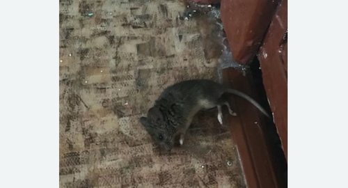 Дезинфекция от мышей в Спасск-Дальнем